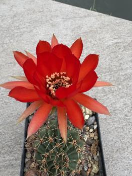 Preview: Echinopsis Hybr. dunkel rot